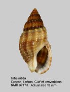 Tritia nitida (19)